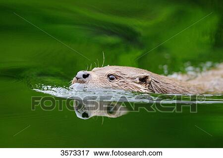 Stock Photo - European Otter (Lutra lutra) swimming in water . Fotosearch