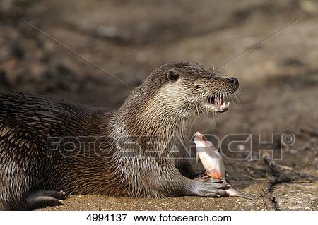 Stock Photo - European Otter (Lutra lutra) with prey . Fotosearch