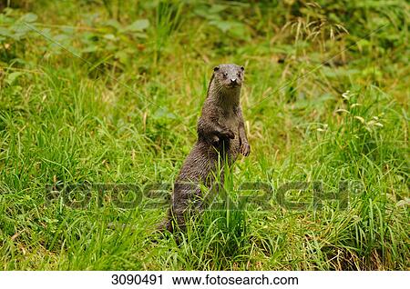 European otter View Large Photo Image Stock Image - European otter . Fotosearch