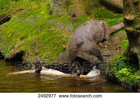 European otters (Lutra lutra) playing at riverside View Large Photo Image Stock Photo - European otters (Lutra lutra) playing at riverside . Fotosearch