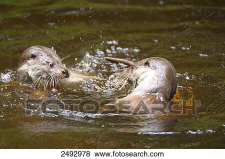 European otters (Lutra lutra) playing in water View Large Photo Image Stock Photo - European otters (Lutra lutra) playing in water . Fotosearch