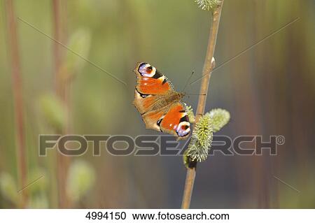 European Peacock (Inachis io) at a willow, Franconia, Bavaria, Germany View Large Photo Image Stock Image - European Peacock (Inachis io) at a willow, Franconia, Bavaria, Germany . Fotosearch