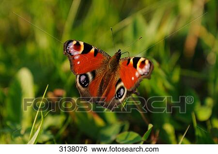 European Peacock (Inachis io) on meadow, Bavaria, Germany, close-up View Large Photo Image Stock Photograph - European Peacock (Inachis io) on meadow, Bavaria, Germany, close-up . Fotosearch