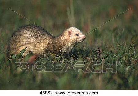 European Polecat (Mustela putorius) in field View Large Photo Image Stock Image - European Polecat (Mustela putorius) in field . Fotosearch