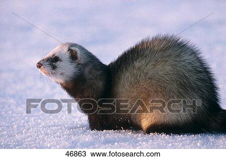 European Polecat (Mustela putorius) in field View Large Photo Image Stock Image - European Polecat (Mustela putorius) in field . Fotosearch