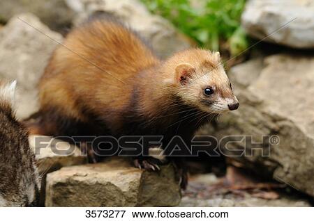 European Polecat (Mustela putorius) View Large Photo Image Stock Photo - European Polecat (Mustela putorius) . Fotosearch