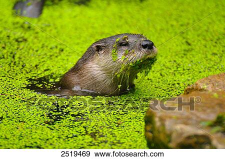 Stock Photo - European River Otter (Lutra lutra) in river . Fotosearch