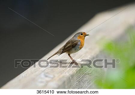 Stock Image - European Robin (Erithacus rubecula) . Fotosearch