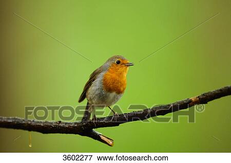 Stock Photo - European Robin, Erithacus rubecula, Bayerischer Wald, Bavaria, Germany, Europe . Fotosearch