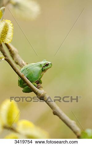 European tree frog (Hyla arborea) sitting on a twig, elevated view View Large Photo Image Picture - European tree frog (Hyla arborea) sitting on a twig, elevated view . Fotosearch