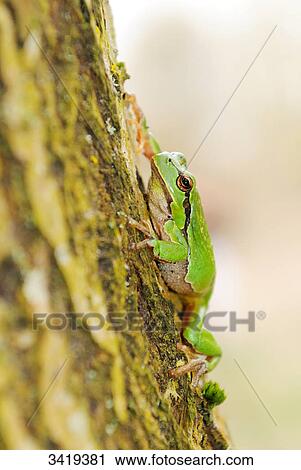 Stock Image - European tree frog (Hyla arborea) sitting on a tree trunk, close-up . Fotosearch