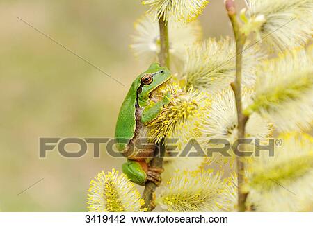 Stock Image - European tree frog (Hyla arborea) sitting on a twig, close-up . Fotosearch