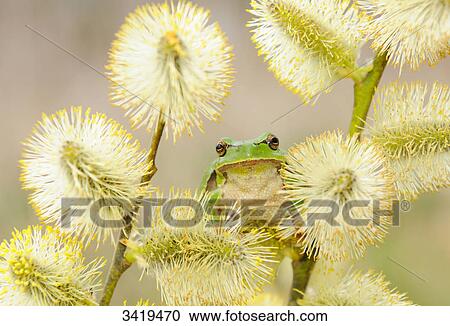 European tree frog (Hyla arborea) sitting on a twig, close-up View Large Photo Image Stock Image - European tree frog (Hyla arborea) sitting on a twig, close-up . Fotosearch