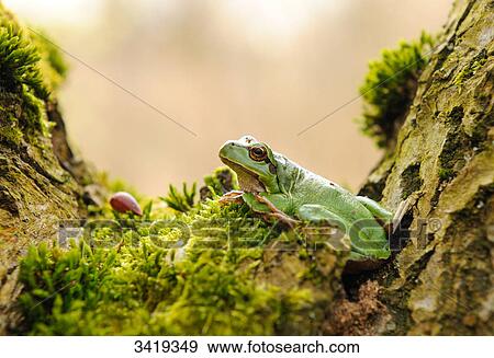 Stock Photo - European tree frog (Hyla arborea) sitting on the forest floor, side view . Fotosearch