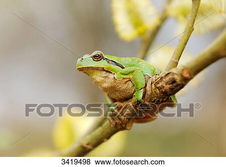 European tree frog (Hyla arborea) sitting on a twig, low angle view View Large Photo Image Stock Photo - European tree frog (Hyla arborea) sitting on a twig, low angle view . Fotosearch