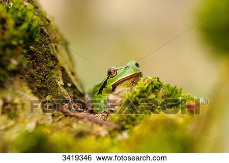European tree frog (Hyla arborea) sitting on the forest floor View Large Photo Image Stock Photograph - European tree frog (Hyla arborea) sitting on the forest floor . Fotosearch