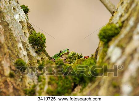 Stock Photography - European tree frog (Hyla arborea) sitting on the forest floor . Fotosearch