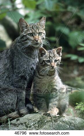 Stock Photograph - European Wild cat (Felis silvestris) sitting with its kitten in forest, Bavarian Forest National Park, Bavaria, Germany . Fotosearch