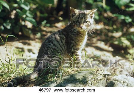 Stock Photo - European Wild cat's (Felis silvestris) kitten sitting in forest, Bavarian Forest National Park, Bavaria, Germany . Fotosearch