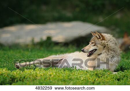European wolf (canis lupus) in meadow View Large Photo Image Stock Photo - European wolf (canis lupus) in meadow . Fotosearch