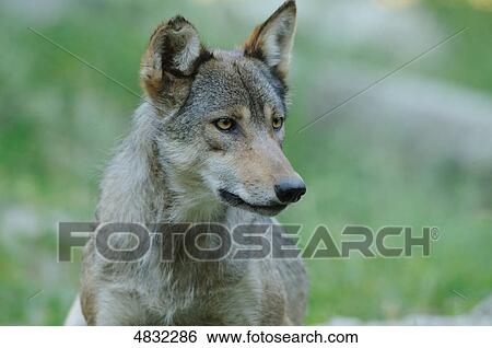European wolf (canis lupus) in meadow View Large Photo Image Stock Photograph - European wolf (canis lupus) in meadow . Fotosearch