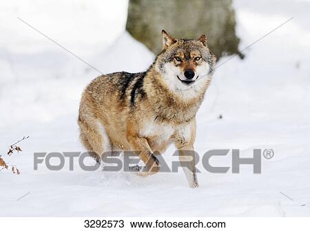 Stock Image - European wolf (Canis lupus) in snow, Bavarian Forest National Park, Germany . Fotosearch