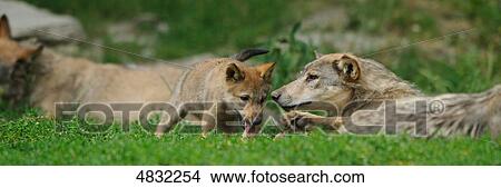 Picture - European wolves (canis lupus) in meadow . Fotosearch