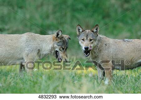 European wolves (canis lupus) in meadow View Large Photo Image Stock Image - European wolves (canis lupus) in meadow . Fotosearch