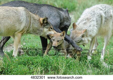 European wolves (canis lupus) in meadow View Large Photo Image Stock Image - European wolves (canis lupus) in meadow . Fotosearch