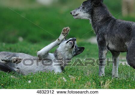 European wolves (canis lupus) in meadow View Large Photo Image Stock Image - European wolves (canis lupus) in meadow . Fotosearch