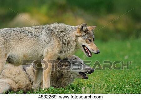 European wolves (canis lupus) in meadow View Large Photo Image Stock Photo - European wolves (canis lupus) in meadow . Fotosearch