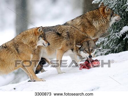 European wolves (Canis lupus) in snow, Bavarian Forest National Park, Germany View Large Photo Image Stock Image - European wolves (Canis lupus) in snow, Bavarian Forest National Park, Germany . Fotosearch