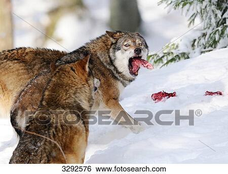 European wolves (Canis lupus) in snow, Bavarian Forest National Park, Germany View Large Photo Image Stock Photograph - European wolves (Canis lupus) in snow, Bavarian Forest National Park, Germany . Fotosearch