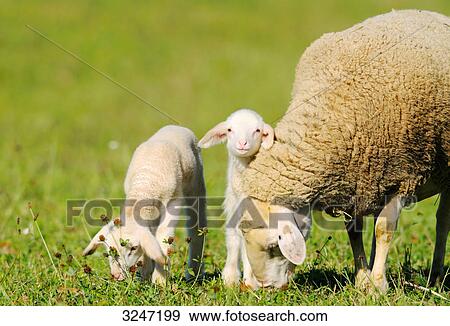Ewe with lambs (Ovis orientalis aries) on a meadow, Bavaria, Germany View Large Photo Image Stock Photo - Ewe with lambs (Ovis orientalis aries) on a meadow, Bavaria, Germany . Fotosearch