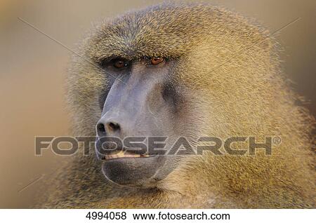 Face of a Guinea baboon (Papio papio) View Large Photo Image Stock Photo - Face of a Guinea baboon (Papio papio) . Fotosearch