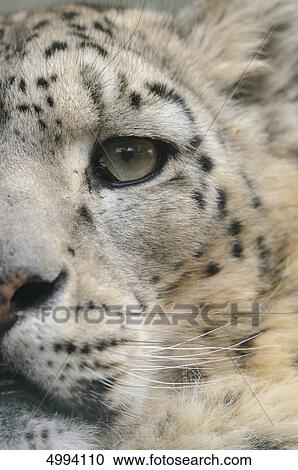 Face of a snow leopard (Uncia uncia) View Large Photo Image Stock Image - Face of a snow leopard (Uncia uncia) . Fotosearch