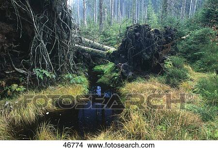 Fallen trees in primeval forest, Germany View Large Photo Image Picture - Fallen trees in primeval forest, Germany . Fotosearch