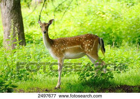 Stock Photo - Fallow deer (Cervus dama) buck in forest . Fotosearch