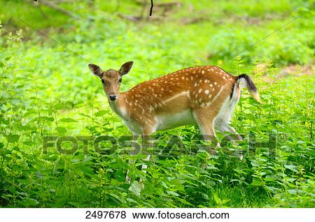 Fallow deer (Cervus dama) buck in forest View Large Photo Image Stock Photo - Fallow deer (Cervus dama) buck in forest . Fotosearch