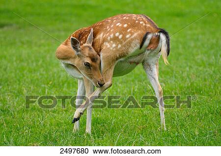 Fallow deer (Cervus dama) buck standing in field View Large Photo Image Stock Image - Fallow deer (Cervus dama) buck standing in field . Fotosearch