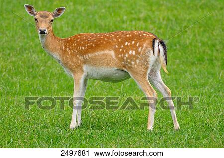 Stock Image - Fallow deer (Cervus dama) buck standing in field . Fotosearch