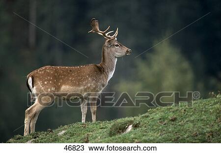 Fallow deer (Cervus dama) standing in field, Bavaria, Germany View Large Photo Image Stock Image - Fallow deer (Cervus dama) standing in field, Bavaria, Germany . Fotosearch