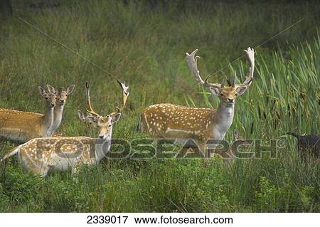 Fallow deer (Cervus Dama) standing in field, Germany View Large Photo Image Stock Photo - Fallow deer (Cervus Dama) standing in field, Germany . Fotosearch