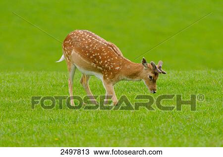 Fallow deer (Dama dama) grazing in field, Bavaria, Germany View Large Photo Image Stock Image - Fallow deer (Dama dama) grazing in field, Bavaria, Germany . Fotosearch