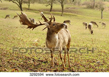 Fallow deer (Dama dama), herd in the background View Large Photo Image Picture - Fallow deer (Dama dama), herd in the background . Fotosearch