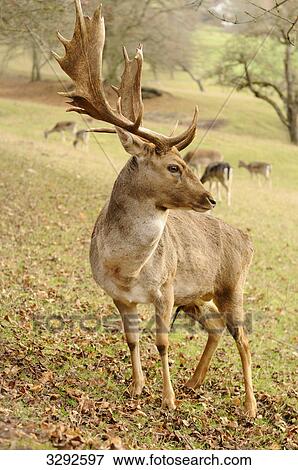 Stock Photo - Fallow deer (Dama dama), herd in the background . Fotosearch