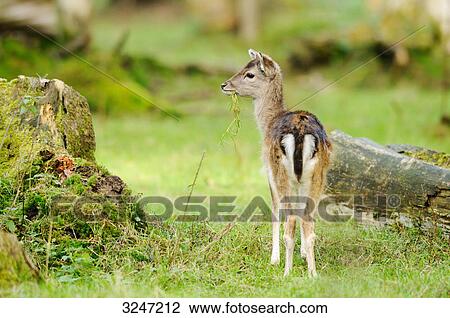 Fallow deer (Dama dama) in a forest, Bavaria, Germany, rear view View Large Photo Image Stock Image - Fallow deer (Dama dama) in a forest, Bavaria, Germany, rear view . Fotosearch