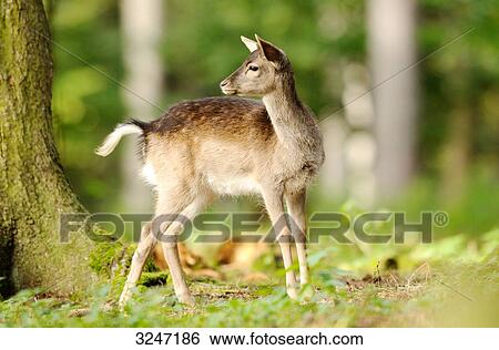 Stock Photograph - Fallow deer (Dama dama) in a forest, Bavaria, Germany . Fotosearch