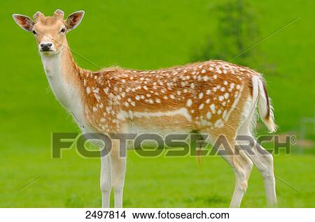 Fallow deer (Dama dama) standing in field, Bavaria, Germany View Large Photo Image Picture - Fallow deer (Dama dama) standing in field, Bavaria, Germany . Fotosearch
