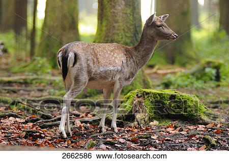 Stock Photograph - Fallow deer (Dama dama) standing in forest . Fotosearch